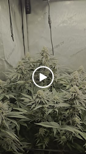 Customer video review of Drops of Balance (Regular)