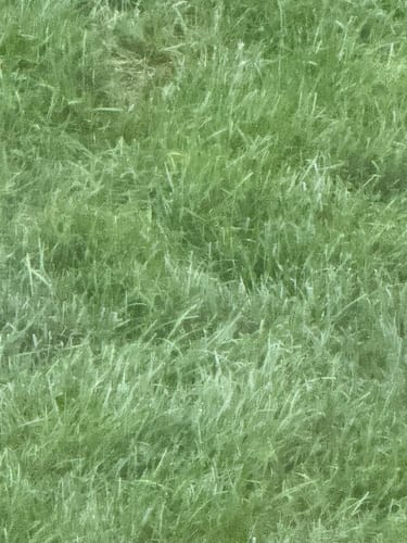 Customer photo review of GCI Turf Type Tall fescue Grass Seed