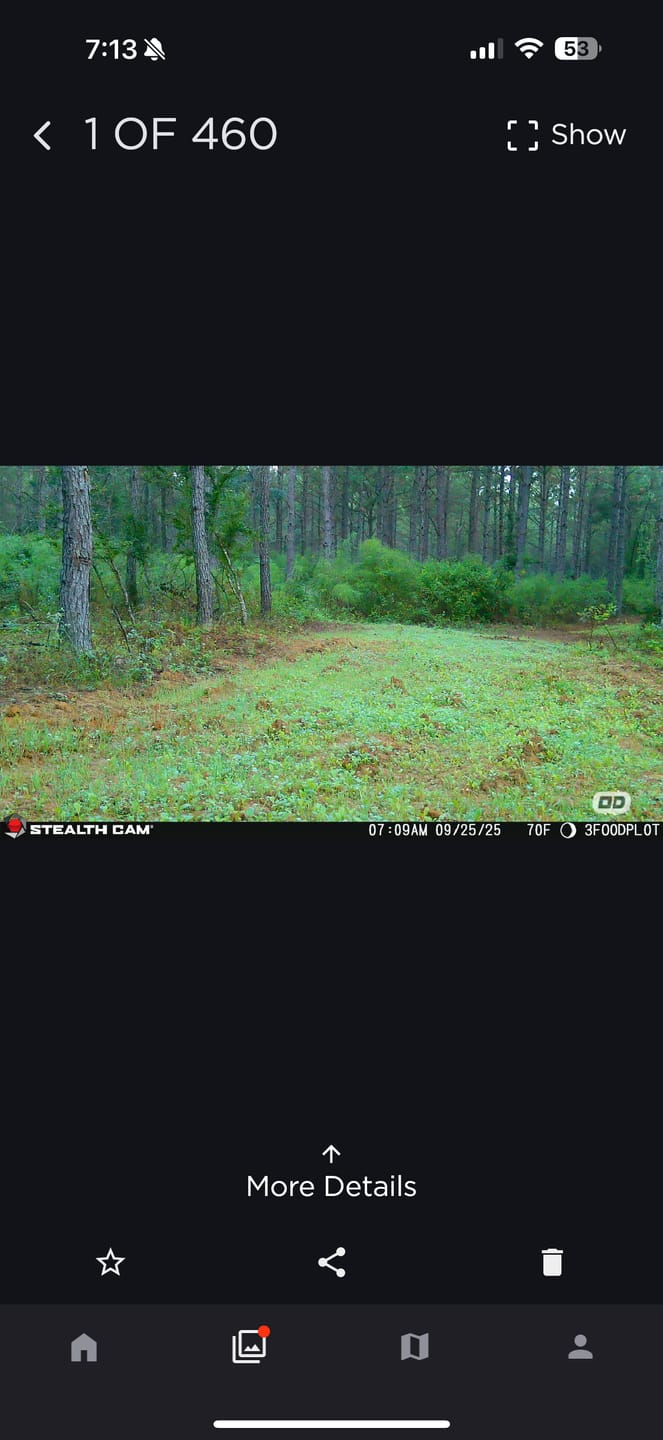 Customer photo review of Whitetail Hill Clover