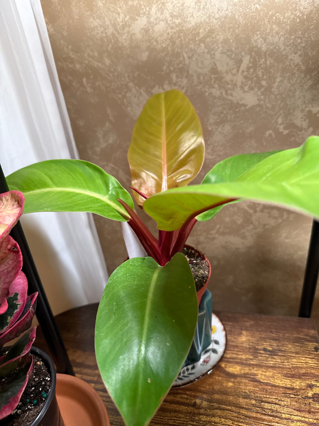 Customer photo review of Philodendron 'Prince of Orange'
