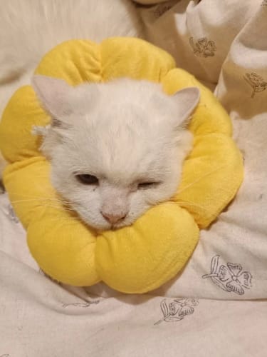 Customer photo review of Floofy