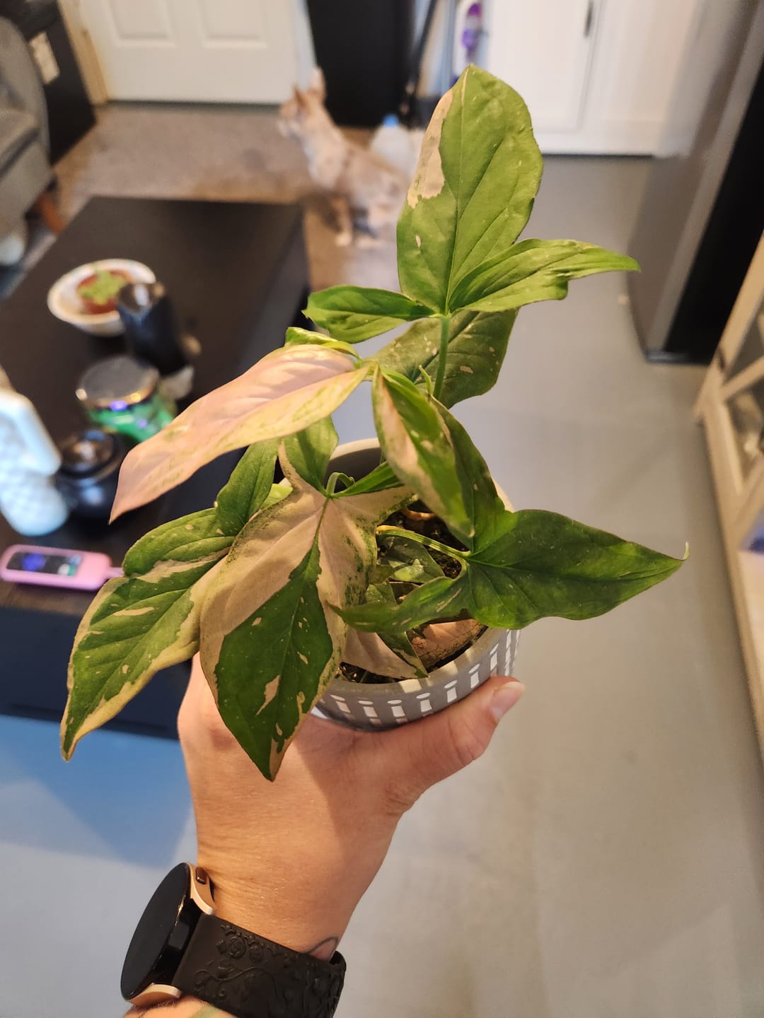 Customer photo review of Syngonium podophyllum 'Pink Splash'
