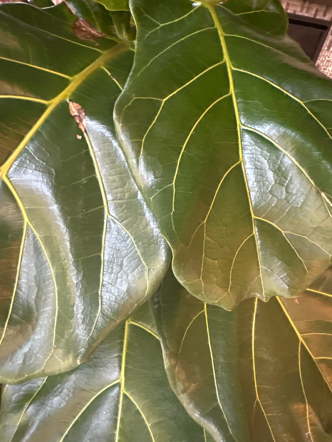 Customer photo review of Leaf Cleanse