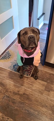 Customer photo review of Cyber Punk Dog Hoodie