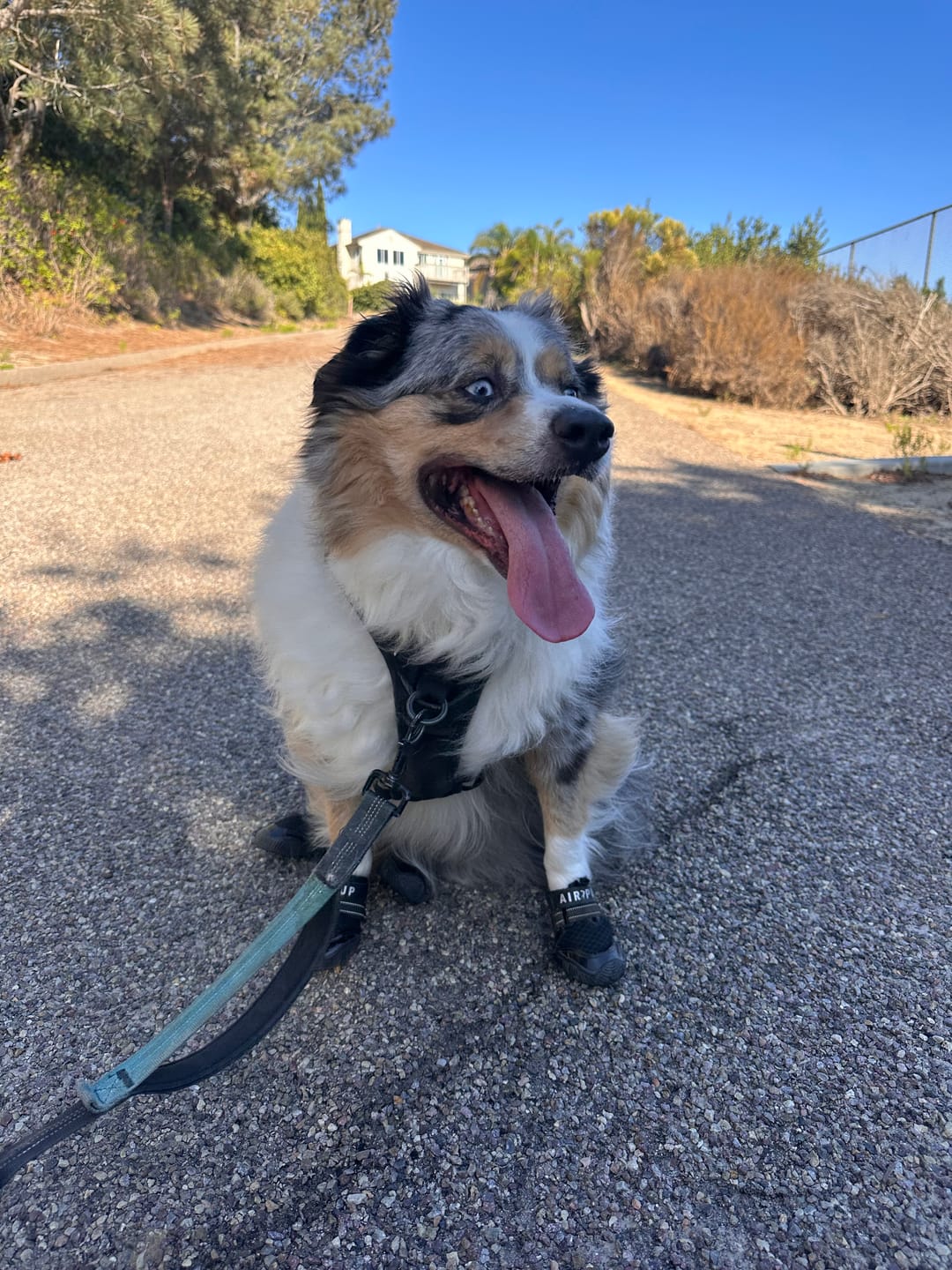 Customer photo review of AIR PUP SOCKS / BOOT LINERS