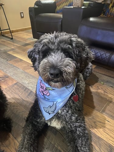 Customer photo review of Shark Bandana