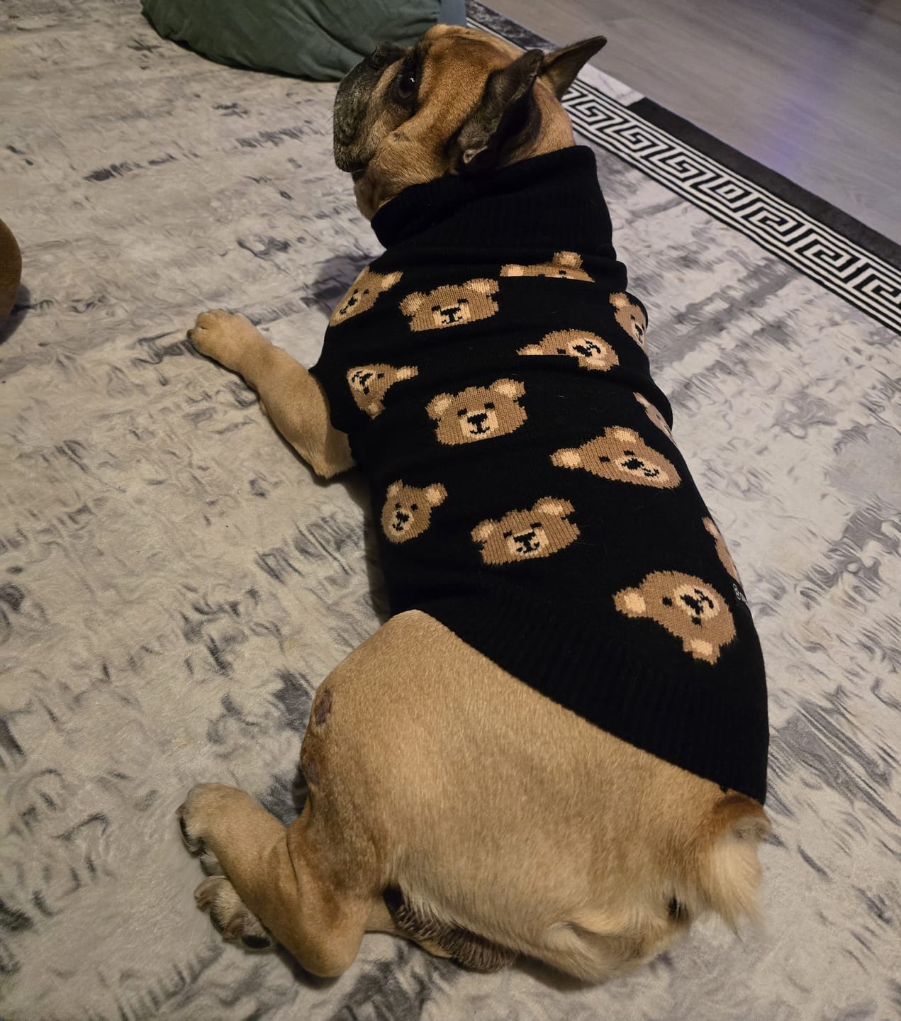 Customer photo review of Broken Teddy Bear Knit Dog Sweater - Black