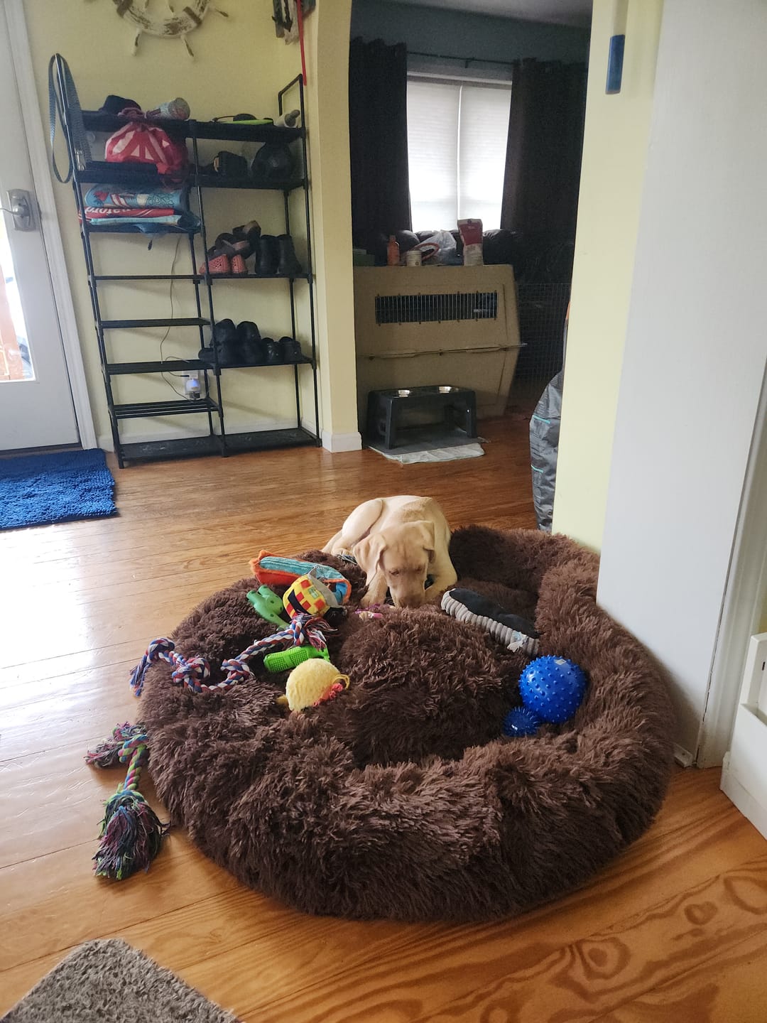 Customer photo review of The Original Fluffy Bean® Pet Bed