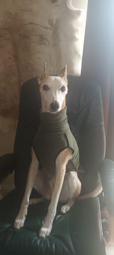 Customer photo review of Fleece Sighthound Base-Layer Coat with Underbelly and Snood