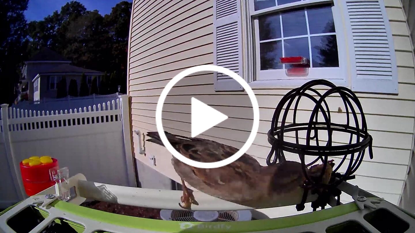 Customer video review of Birdfy Feeder Metal - Smart Metal Feeder with Camera