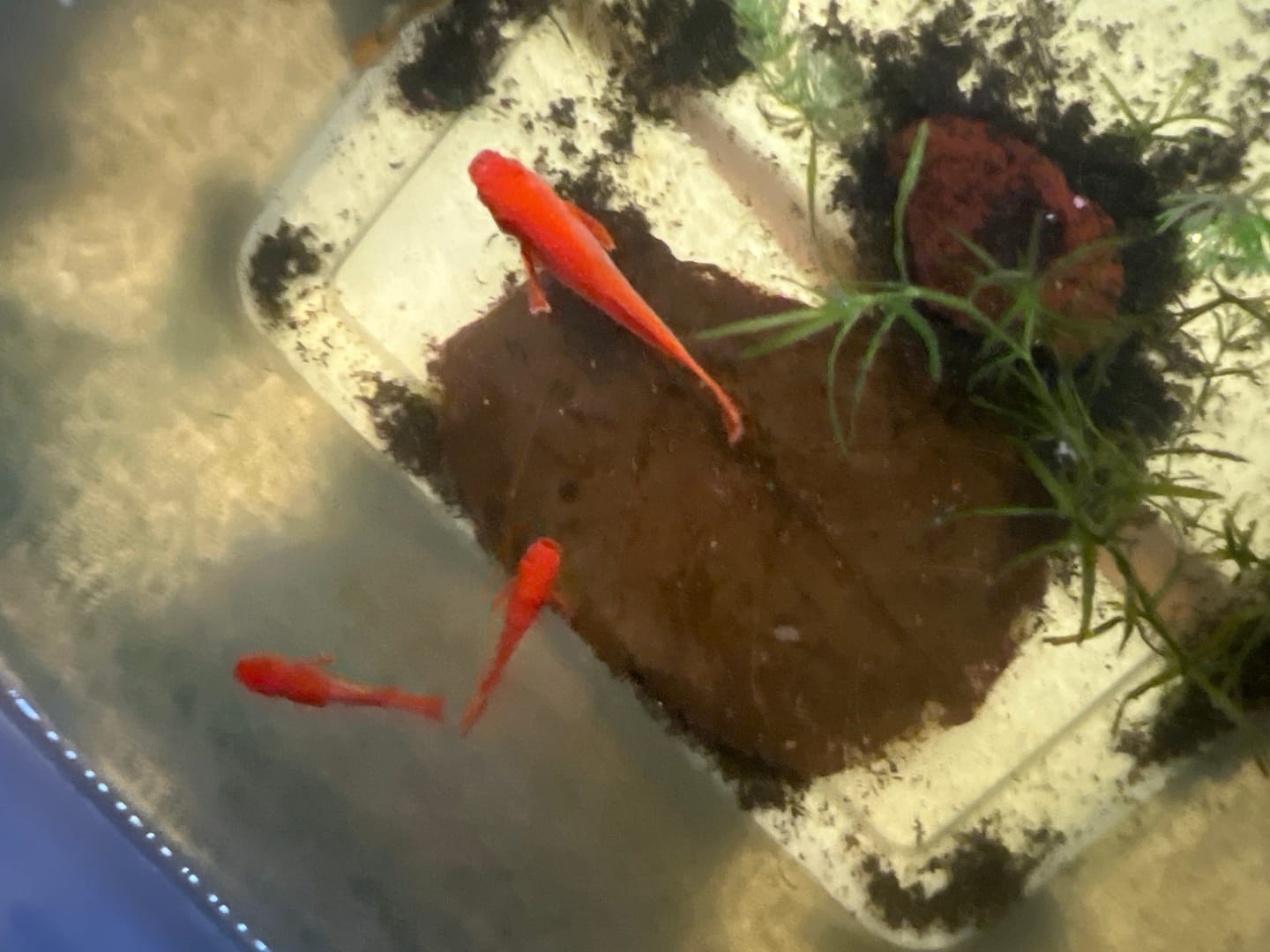 Customer photo review of Koi Red Ear Guppy Fish