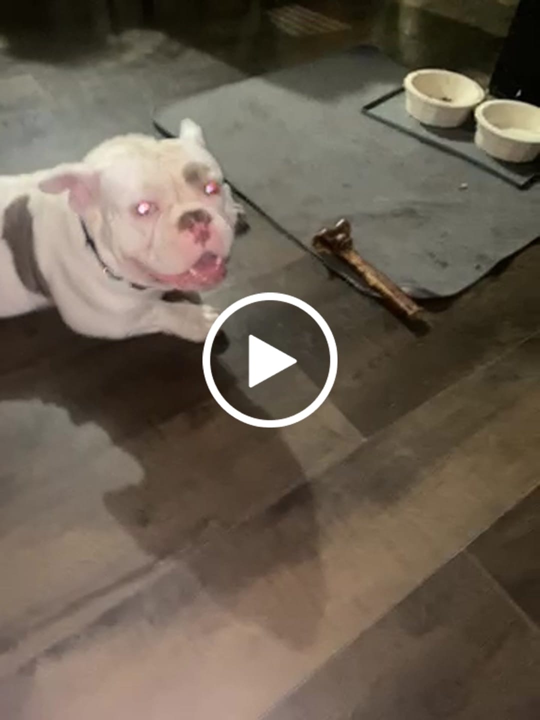 Customer video review of Power Chewer Trial Pack – Built for the Toughest Chewers!