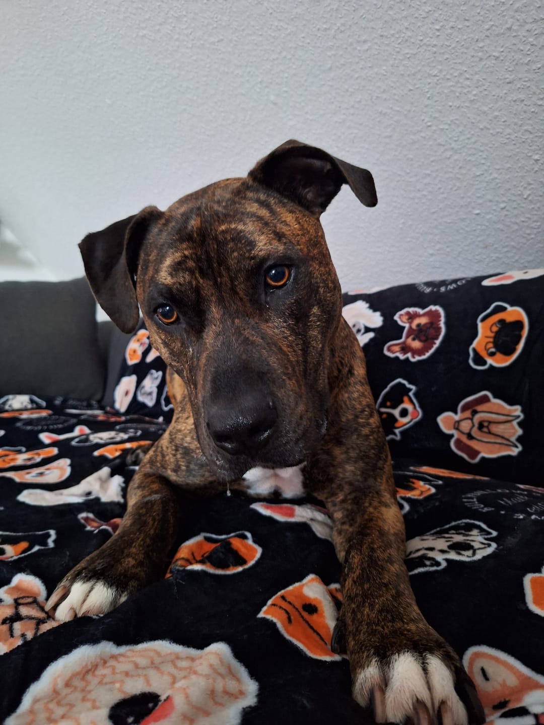 Customer photo review of Black Edition | Luxury Dog & Human Blanket