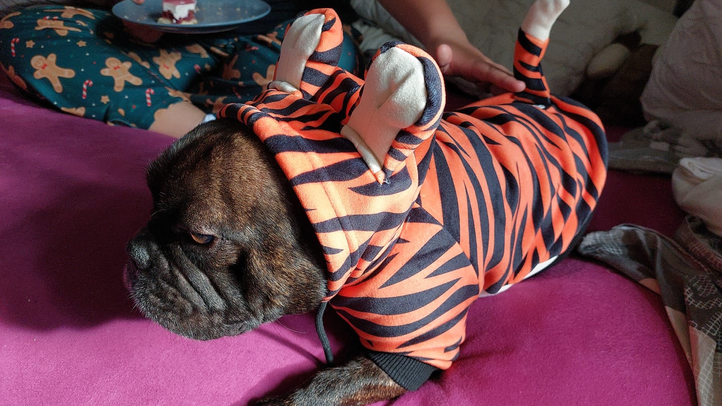 Customer photo review of Halloween Dog Hoodie - Tiger