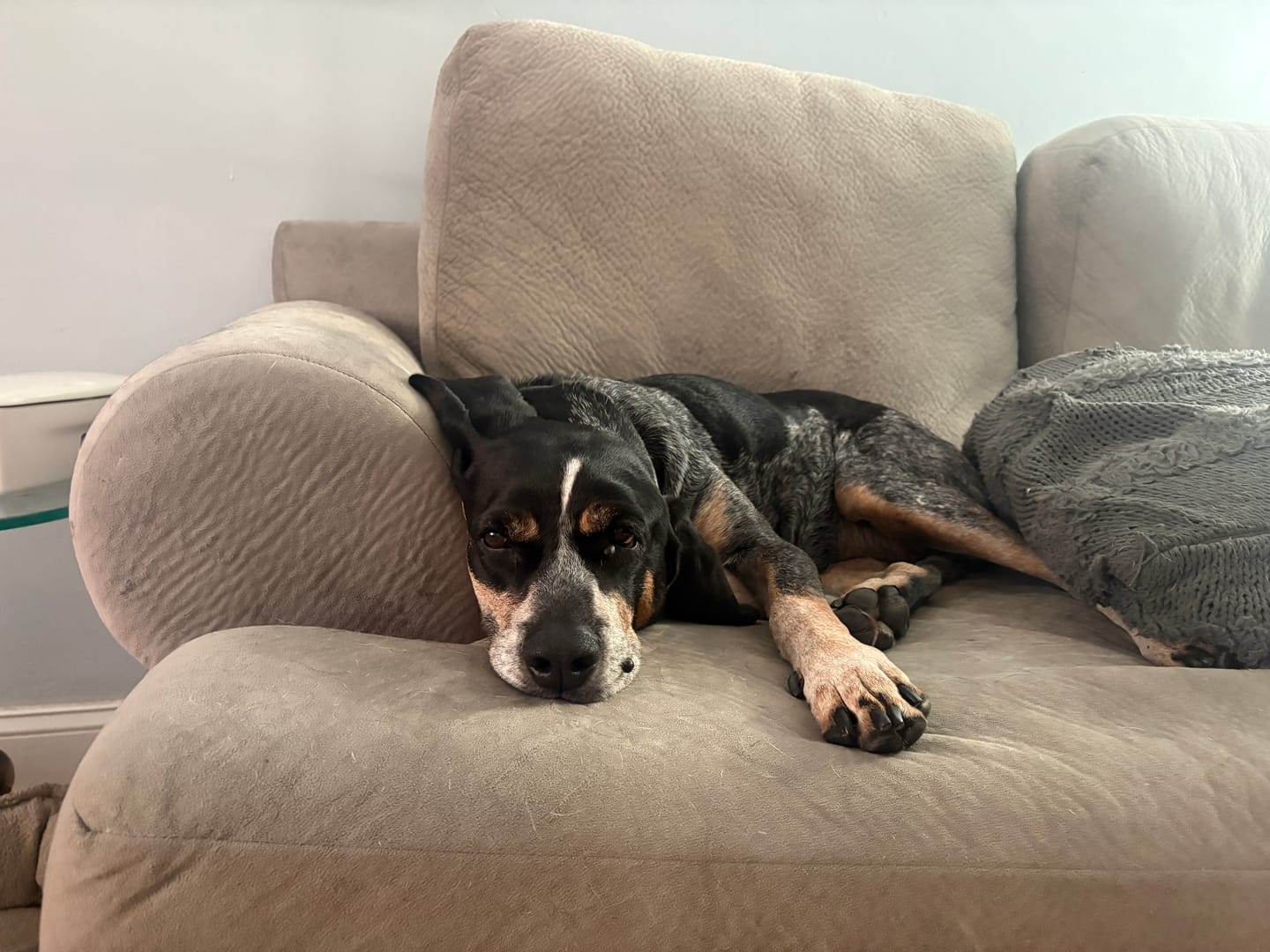 Customer photo review of KING KALM 600mg CBD with Copaiba, Krill Oil and DHA for Dogs & Cats