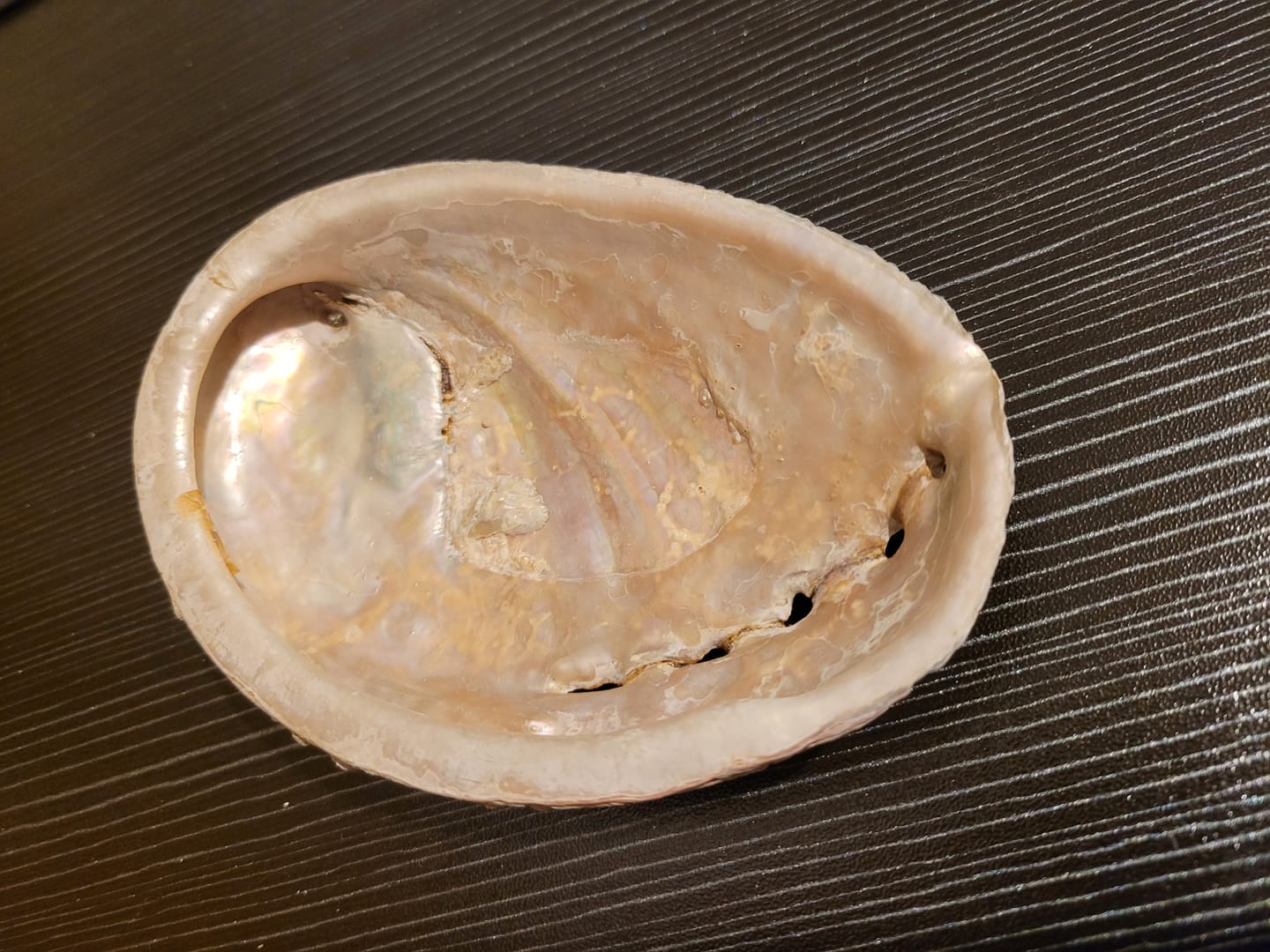 Customer photo review of Abalone naturel (Ormeau)
