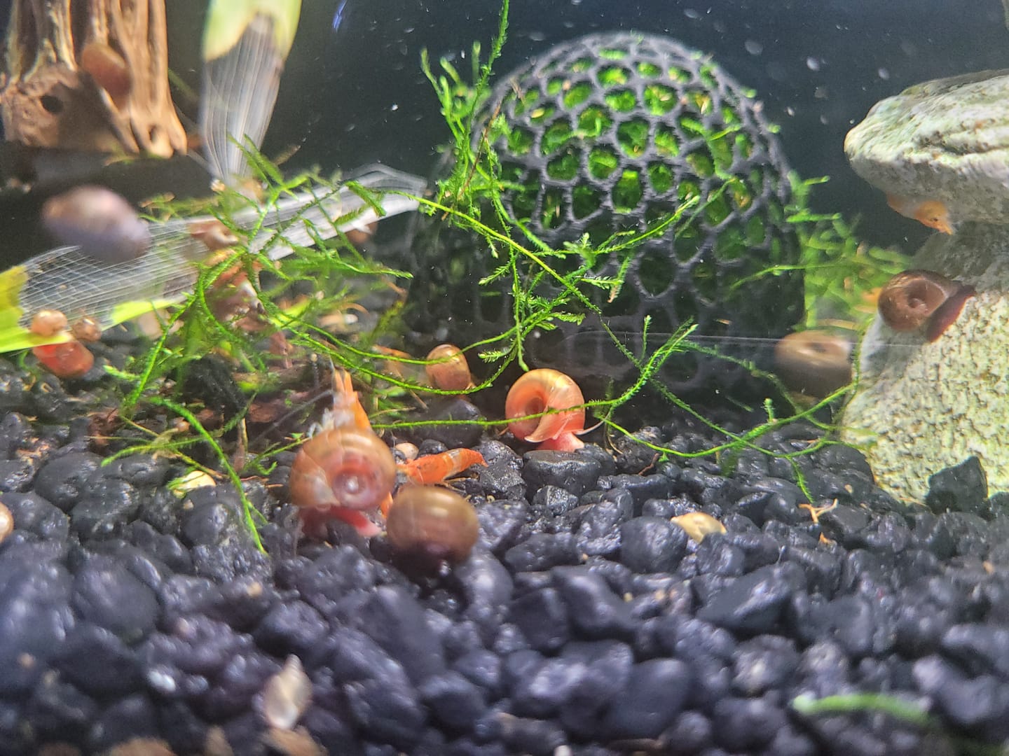 Customer photo review of Orange Rili Shrimp