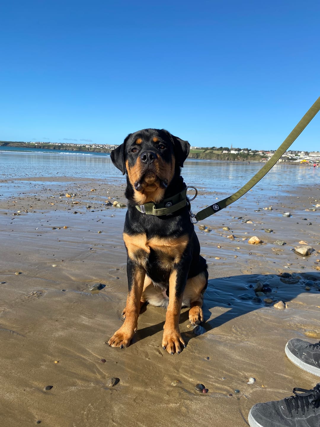 Customer photo review of 5cm Combat® Collar | With Handle & Secure Clip - Khaki