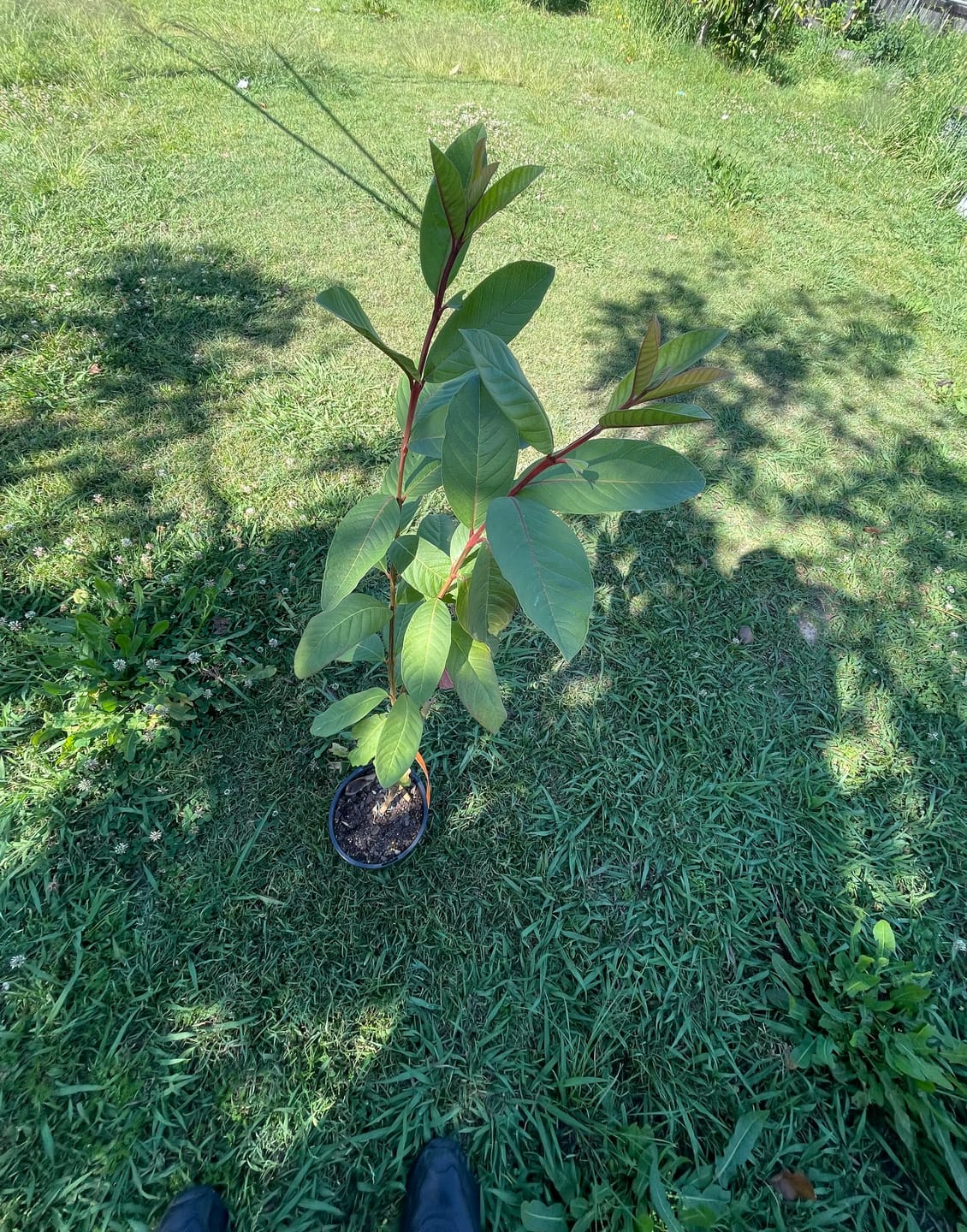 Customer photo review of Guava - Thai Pink