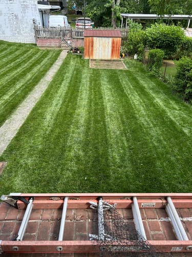 Customer photo review of GCI Turf Cool Blue Grass Seed