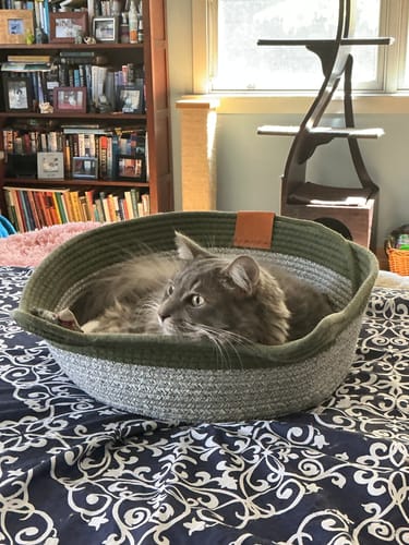 Customer photo review of Instinct Basket | Handwoven & Chemical-Free Cat Territory