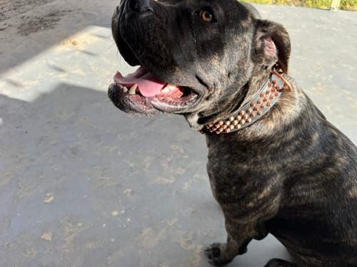 Customer photo review of Hand Made Leather Dog Collar - Ruthless Black  & Rose Gold (Wide Fit)
