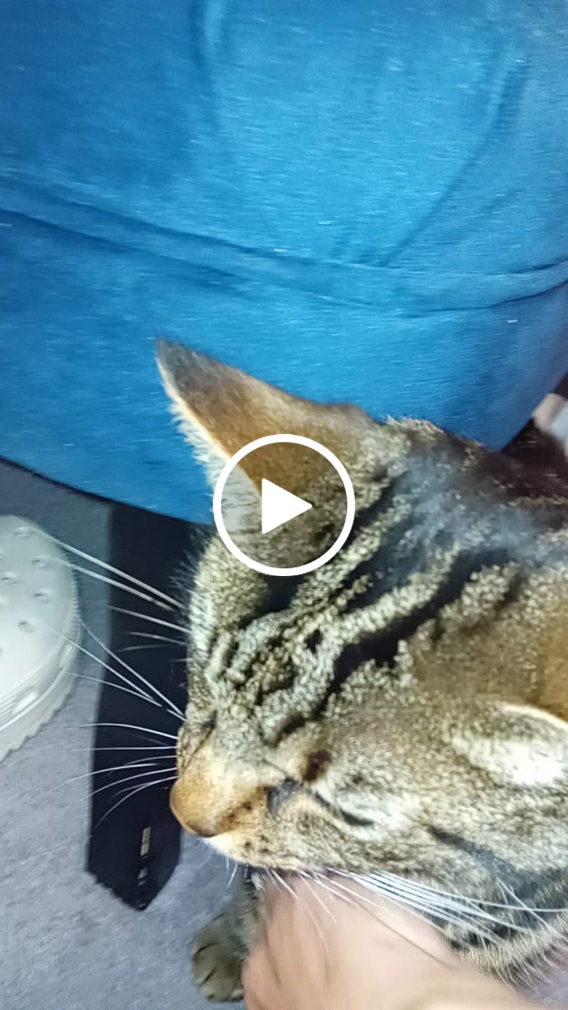 Customer video review of Cat Duo Pack