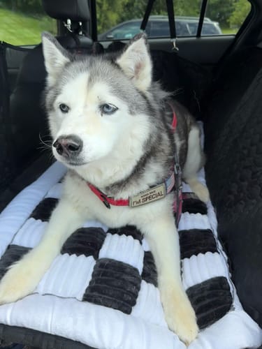 Customer photo review of RuffRover 2.0™ - Hard Bottom Back Seat Extender + (FREE Dog Bed)
