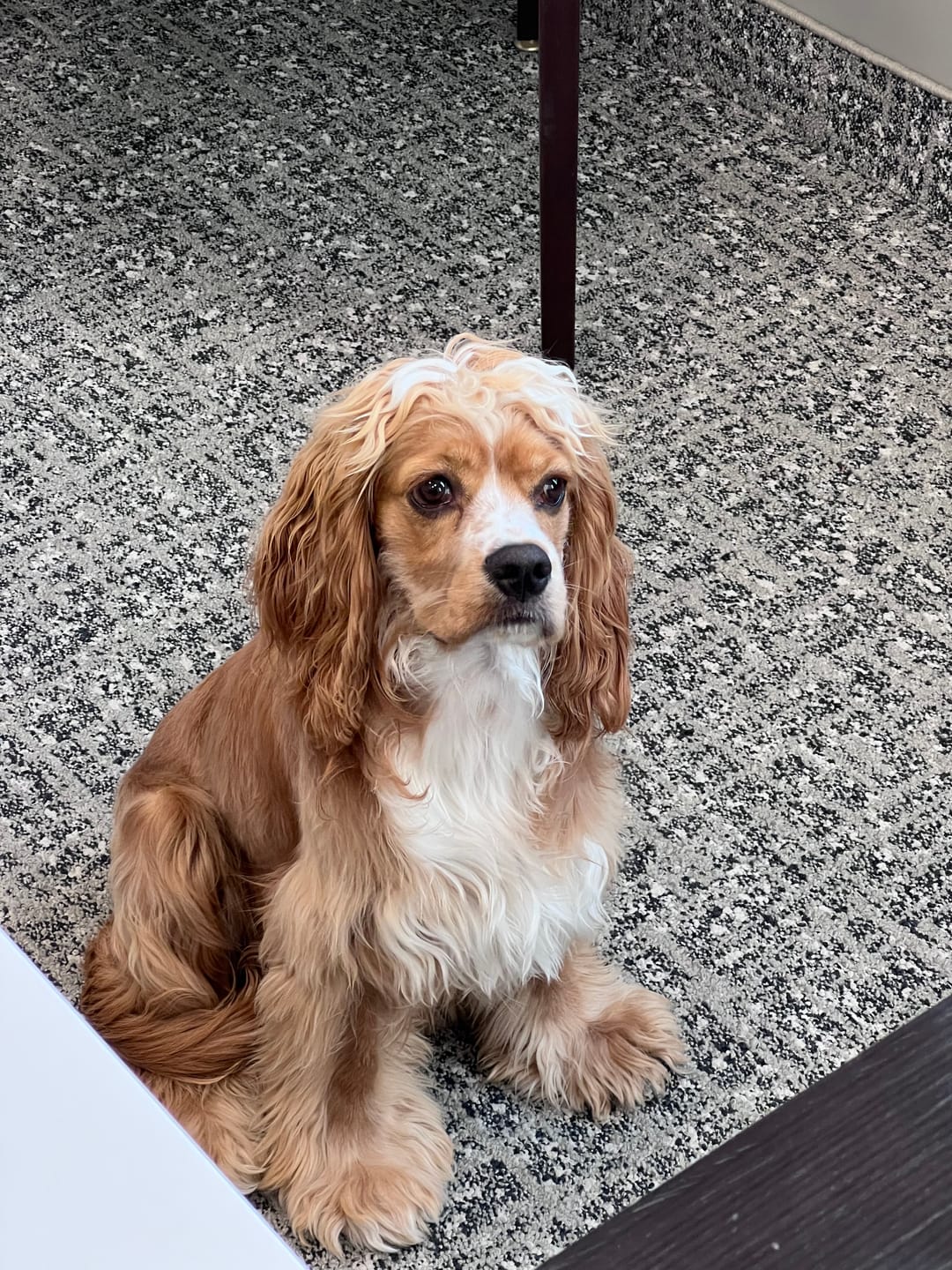 Customer photo review of Vrac Nature's Own - Museau de Boeuf pour chien