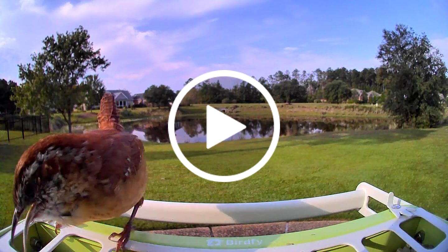 Customer video review of Birdfy Feeder Metal - Smart Metal Feeder with Camera
