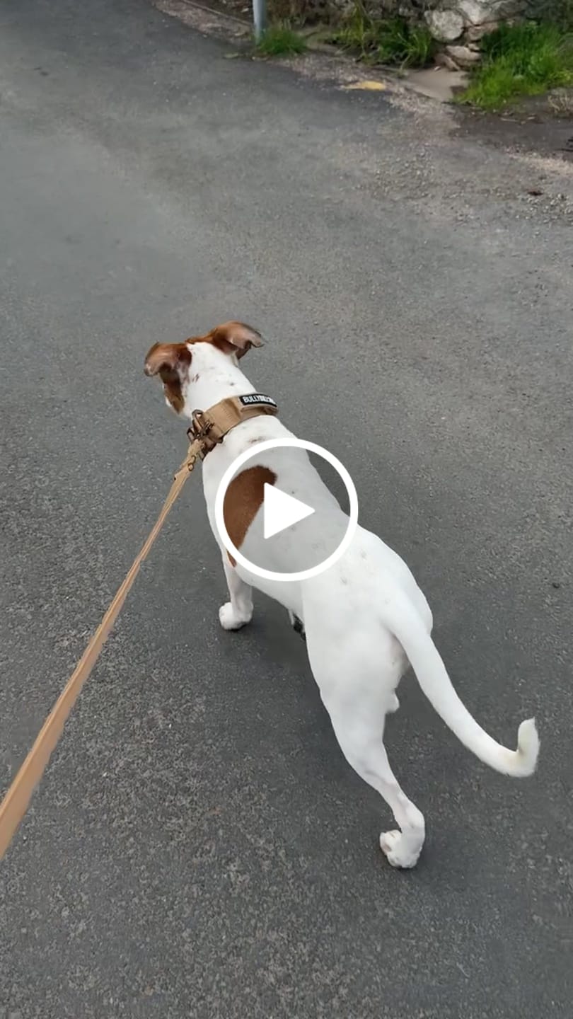 Customer video review of 1.4m Lighter Swivel Combat Lead | Anti-Tangle & Secure Clip - Tan x Tan