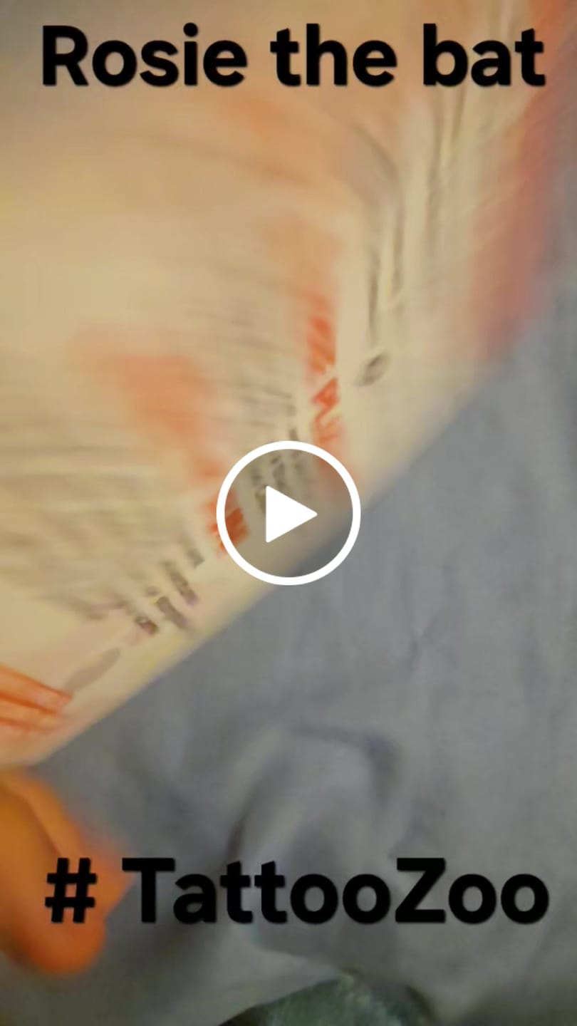 Customer video review of Rosie the Bat Plushie