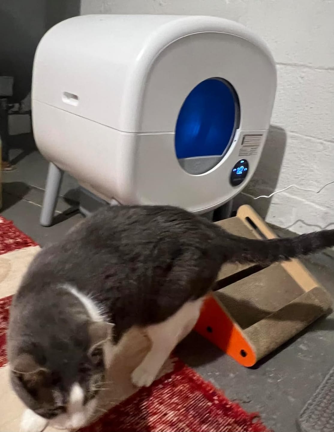 Customer photo review of Cumrige M2 Smart Self-Cleaning Litter Box | 95L Extra-Large Automatic Cat Litter Box