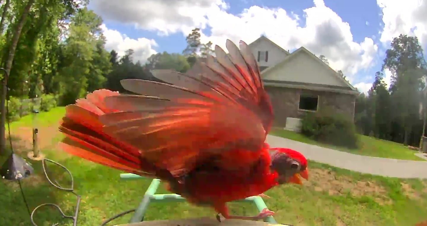 Customer photo review of Birdfy Feeder - AI-Powered Smart Bird Feeder with Camera
