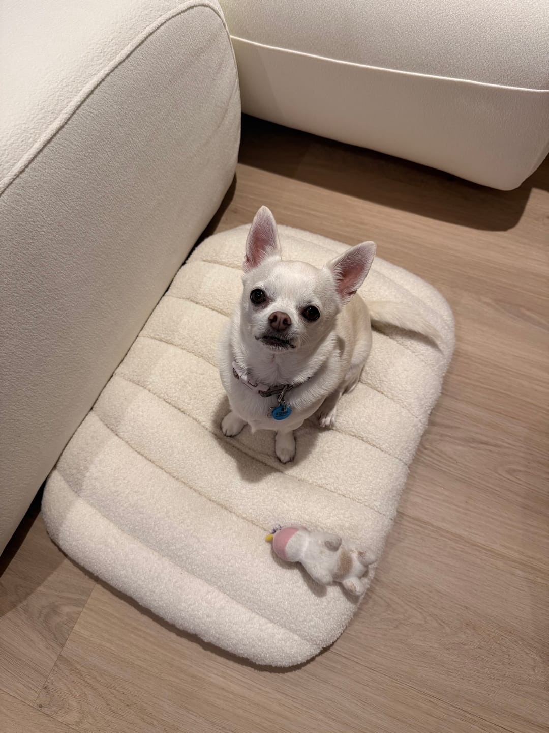 Customer photo review of Orthopedic Dog Bed – Egg Foam, Waterproof & Washable