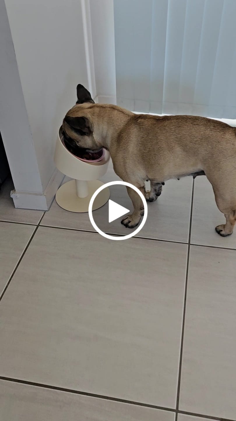 Customer video review of Makesure Sunflower Adjustable Pet Food Bowl