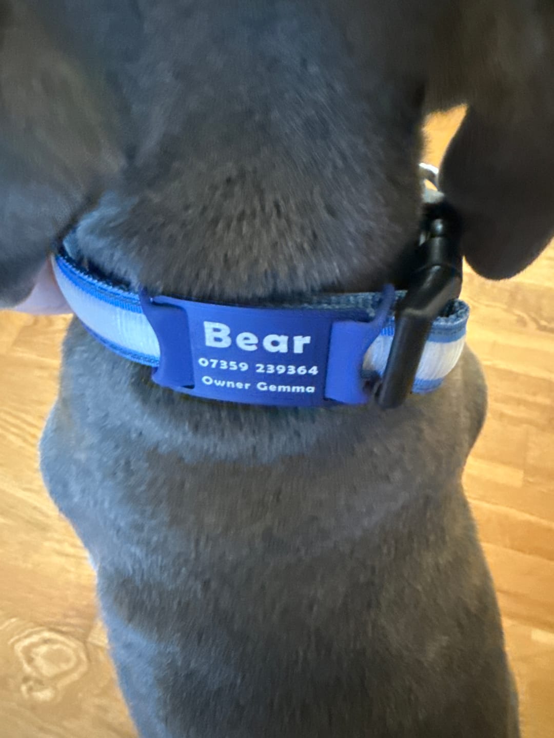 Customer photo review of Dog ID Attachment Tag (8 Colour Choices)
