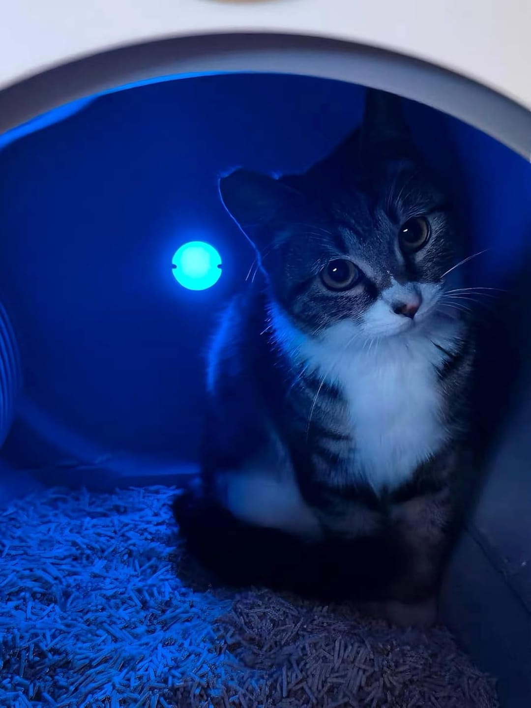 Customer photo review of Cumrige M2 Smart Self-Cleaning Litter Box | 95L Extra-Large Automatic Cat Litter Box