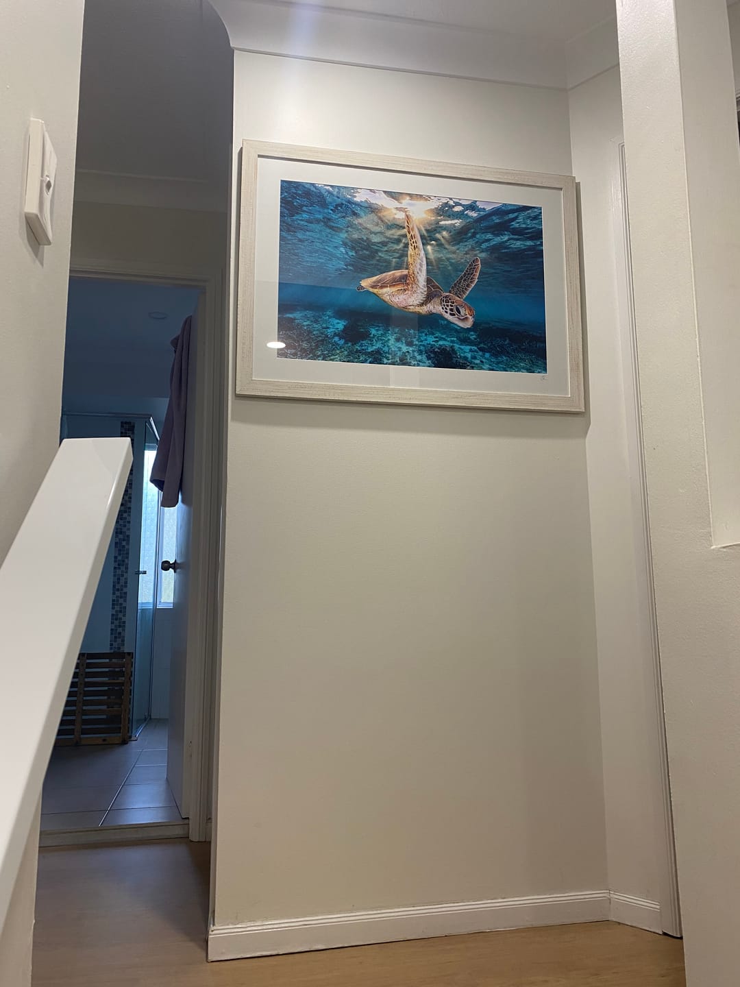 Customer photo review of Gliding in The Golden Light Turtle