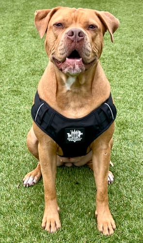 Customer photo review of Dog Harness Active X Black