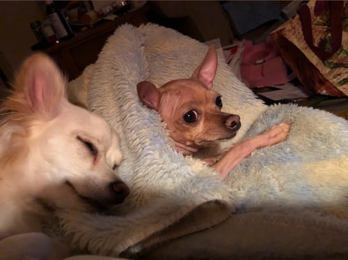 Customer photo review of DE-01 Dental Dogbiotic