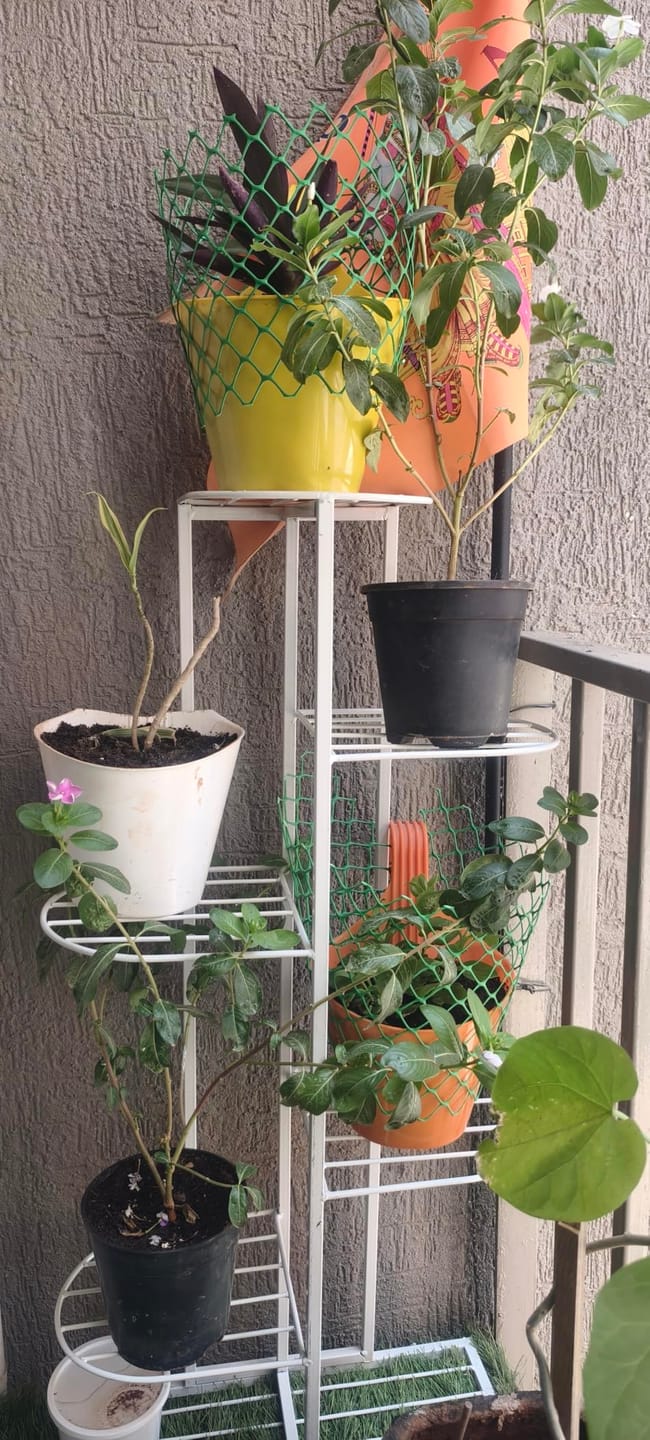 Customer photo review of 6-Tier Metal Plant Stand for 7 Pots – Indoor Outdoor Flower Shelf, Corner Planter Rack for Garden, Patio, Balcony & Living Room