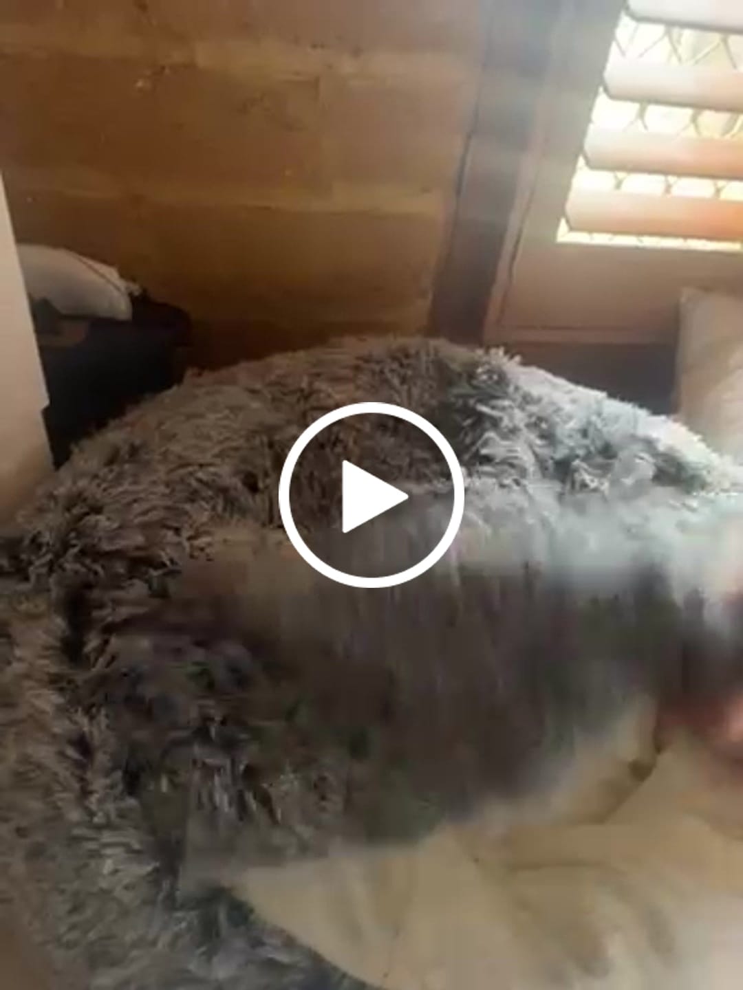 Customer video review of Pet Cave Dog Bed - Removable Cover