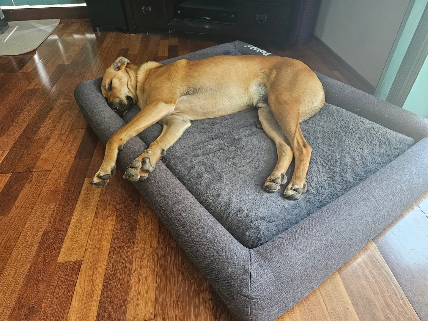 Customer photo review of Premium Memory Foam Calming Dog Bed