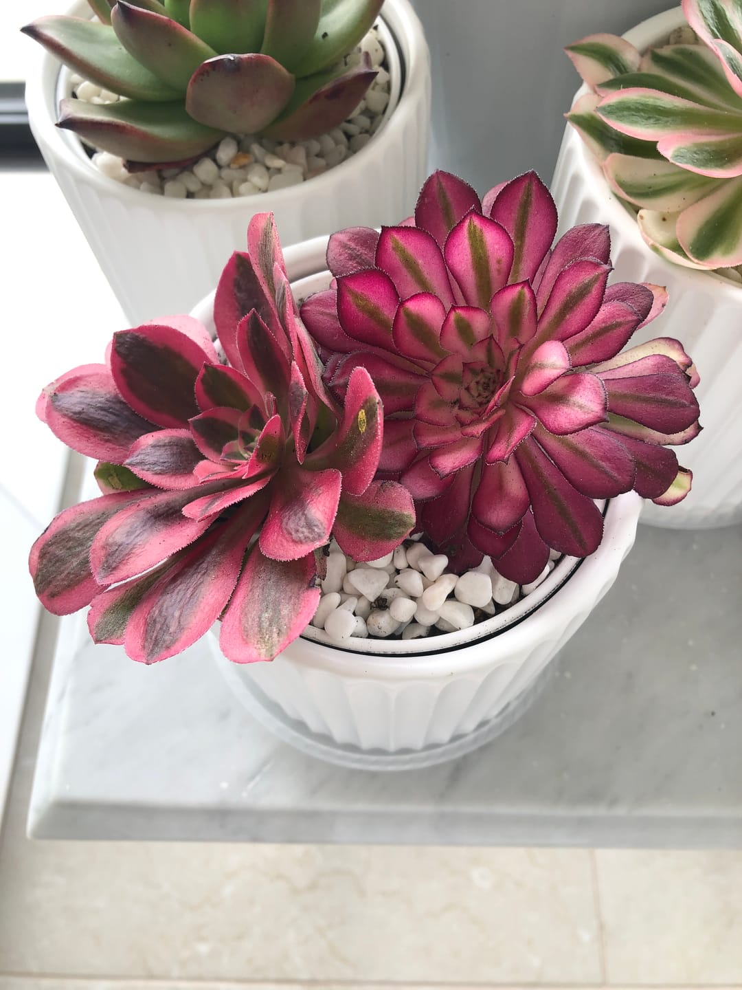 Customer photo review of Aeonium 'Pink Witch'