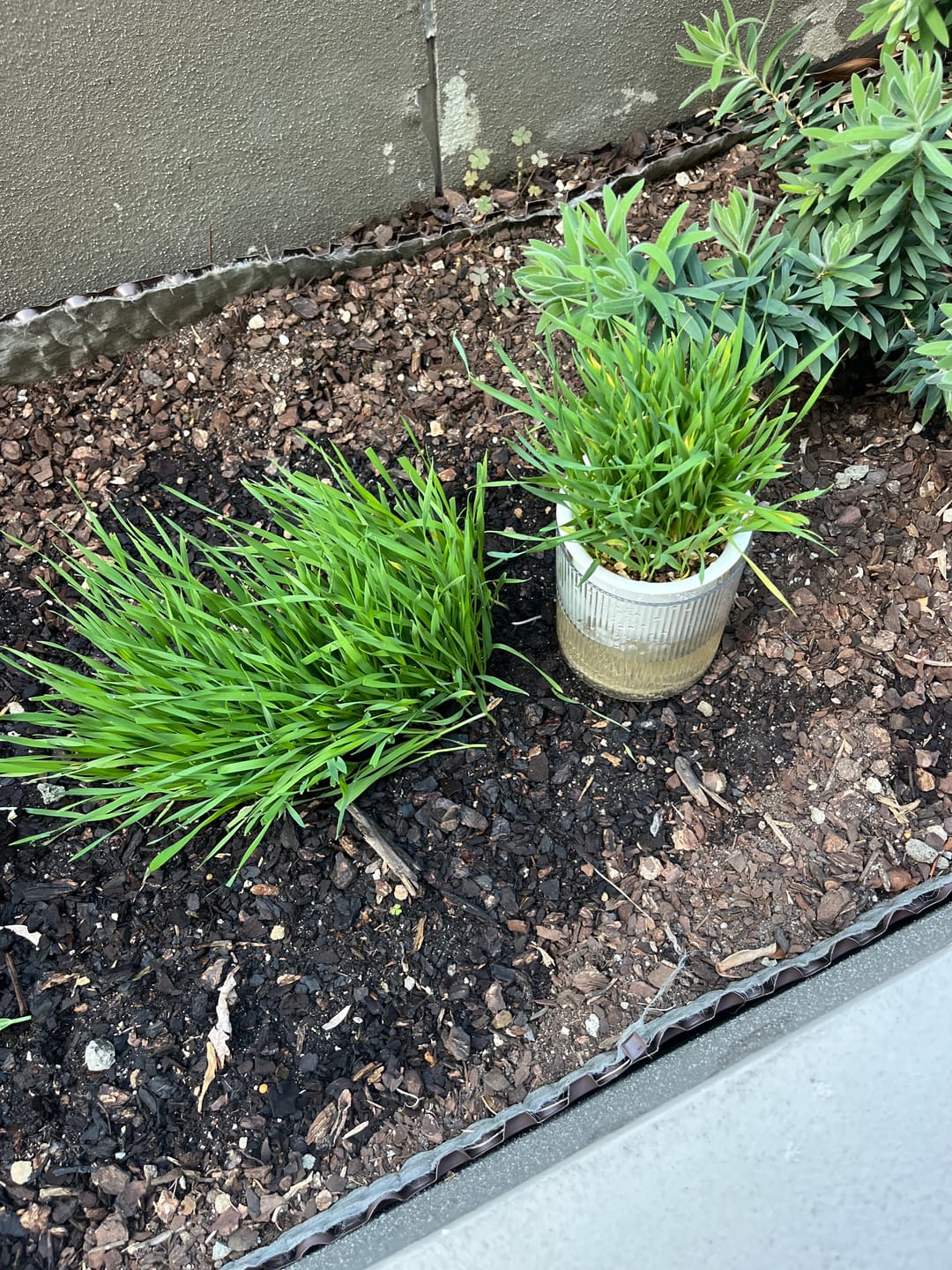 Customer photo review of MICHU All-in-One Soil-Free Cat Grass Grow Kit with Australian Seed and Mulch, Made in Australia