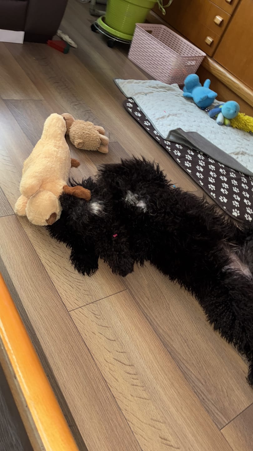 Customer photo review of Peluche Antiestrés para Mascotas