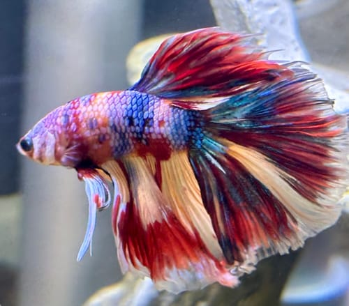 Customer photo review of Multicolor Halfmoon Male Betta Fish | High Grade | Order Directly From Farm |  You Pick Fish |