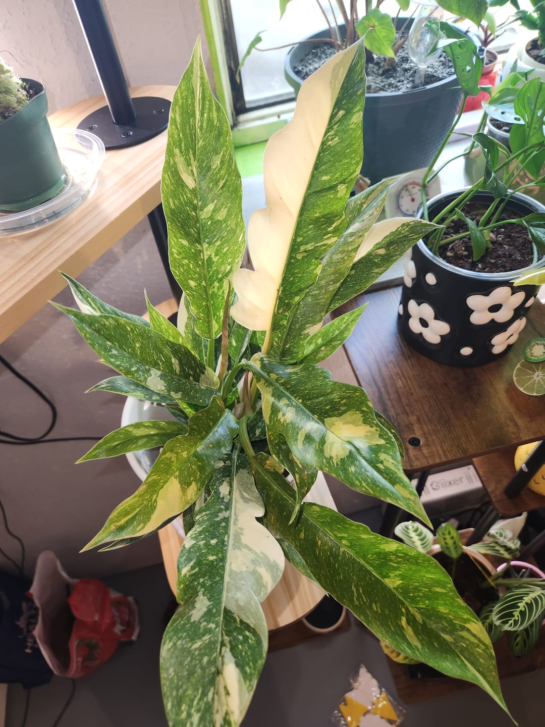 Customer photo review of Philodendron ‘Ring of Fire’