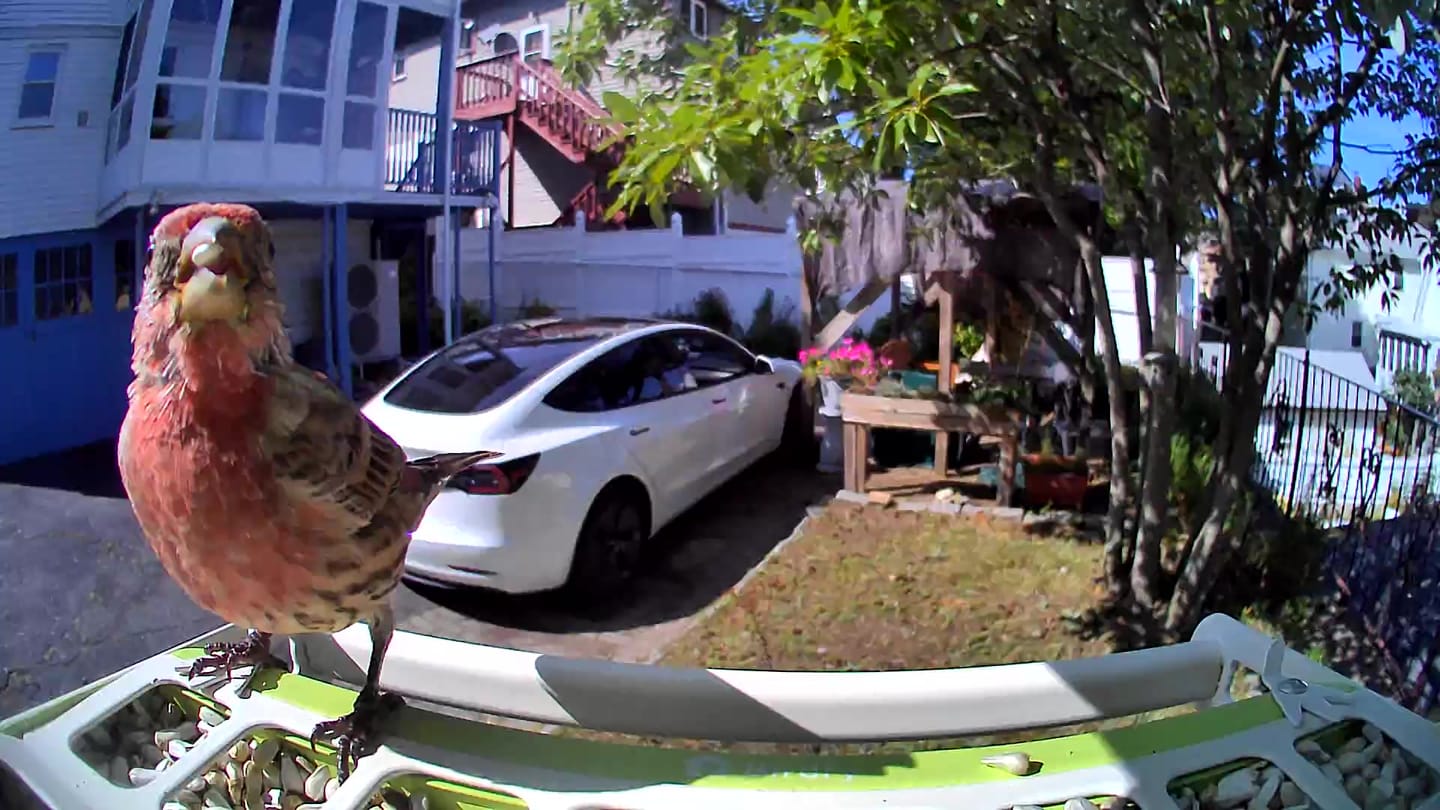 Customer photo review of Birdfy Feeder Metal - Smart Metal Feeder with Camera